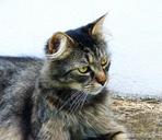 domestic-cat-tabby-pets-1535791.jpg