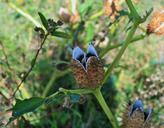 datura-weed-jimson-weed-746281.jpg