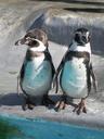 penguins-animals-birds-92187.jpg