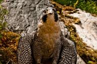 falcon-raptor-bird-peregrine-1570803.jpg