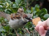 sparrow-bird-feed-nature-feather-592991.jpg