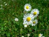 daisy-flower-summer-daisy-spring-1216567.jpg