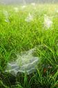 spider-webs-grass-dew-drops-601284.jpg