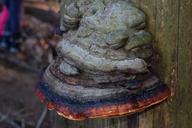 fungus-tree-fungus-forest-nature-645340.jpg