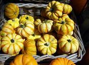 pumpkin-gourd-yellow-437242.jpg