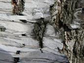 birch-bark-log-nature-tree-649365.jpg