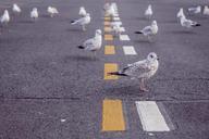 seagulls-birds-pavement-road-698599.jpg