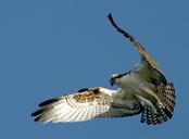 osprey-bird-wildlife-nature-948832.jpg