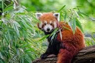 Red Panda (29709205206).jpg