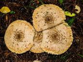 mushrooms-fungi-boletus-autumn-200875.jpg