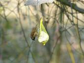 sparrow-sperling-house-sparrow-bird-100009.jpg