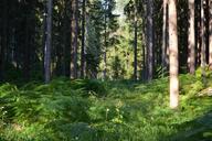 forest-fern-ferns-green-trees-218468.jpg