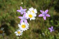 wildflowers-daisies-flower-meadow-1569512.jpg