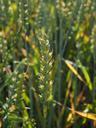 wheat-wheat-field-cereals-ear-592496.jpg