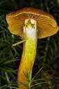 mushroom-macro-moss-brown-yellow-578315.jpg