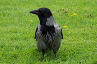 raven-bird-lawn-grass-black-green-1286336.jpg