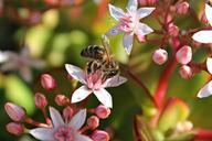 bee-symbiosis-honey-macro-nature-629173.jpg