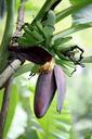 banana-floral-plant-blossom-bloom-219977.jpg