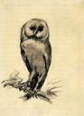 vangogh_barn_owl_viewed_front_1887.jpg