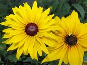 sunflower-flowers-plant-summer-224129.jpg