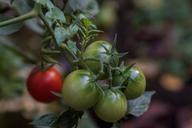 tomatoes-garden-organic-1017355.jpg