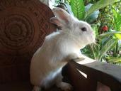 the-bunny-house-thailand-native-934128.jpg