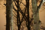 tree-trunks-branches-winter-outdoor-1104283.jpg