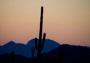 saguaro-cactus-silhouette-desert-1091629.jpg