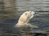 polar-bear-of-ursus-maritimus-190434.jpg