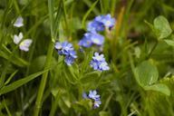 violet-flower-meadow-blossom-bloom-739594.jpg