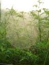 spider-web-dew-grass-green-49037.jpg