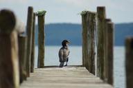 cormorant-boardwalk-lake-web-740719.jpg