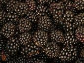 blackberries-berries-fruits-harvest-9390.jpg