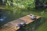 turtles-botanical-garden-1541750.jpg