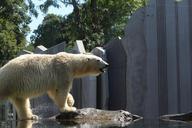 polar-bear-bear-zoo-vienna-zoo-1060932.jpg