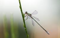 lestes-virens-small-emerald-damselfly-293175.jpg