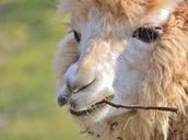 alpaca-lama-animal-animals-255321.jpg