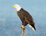 bald-eagle-eagle-bald-perched-1247115.jpg