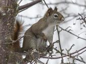 squirrel-animal-forest-branch-tree-300223.jpg