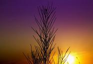 sunset-silhouette-east-plants-sun-877857.jpg