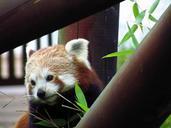 red-panda-red-panda-eating-sitting-708046.jpg