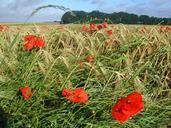 agriculture-field-wheat-poppy-91153.jpg