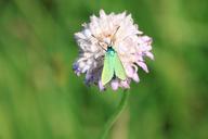 butterfly-green-metallic-reflection-87589.jpg