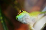 gecko-animal-reptile-lizard-nature-517665.jpg