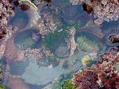 Tidepool water seaweed.jpg