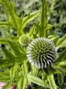 thistle-green-sphere-flower-spines-816909.jpg