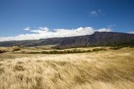 meadow-grassland-field-grass-801880.jpg