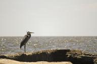 heron-coastal-water-bird-nature-1015760.jpg