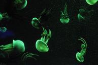 jellyfish-aquatic-organisms-969927.jpg