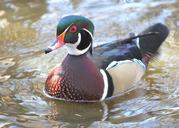 duck-wood-duck-winter-wildlife-648080.jpg